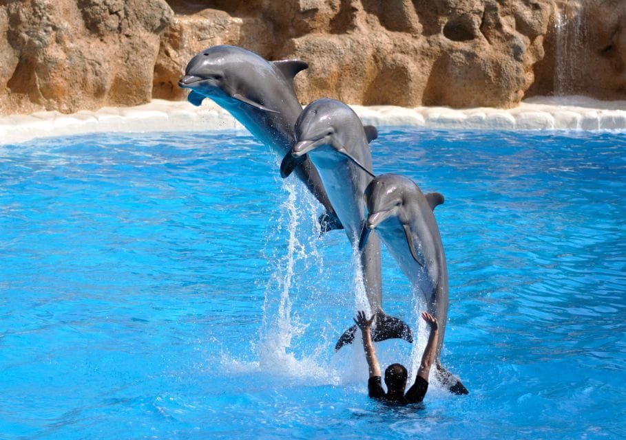 Best Dolphin Show Tour in Hurghada | Best Hurghada Tours 145 (13)
