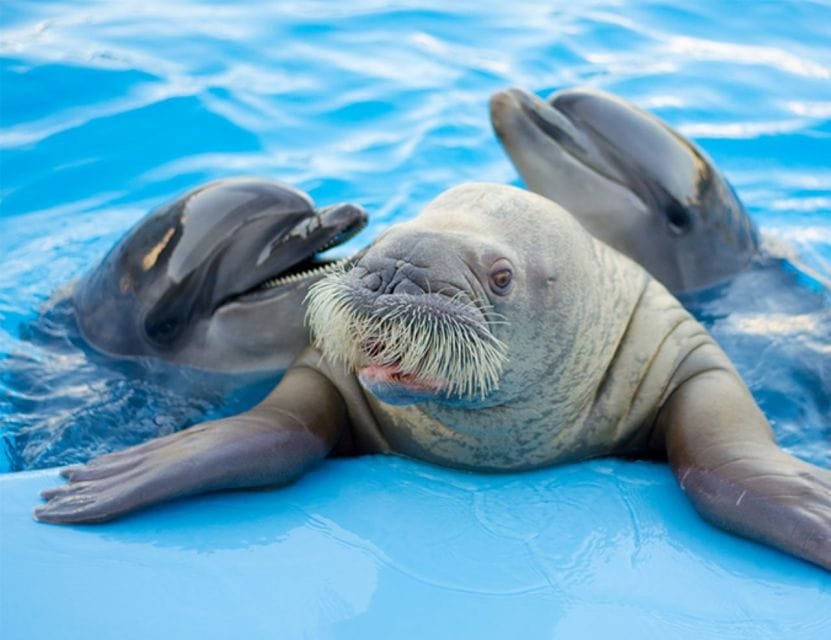 Best Dolphin Show Tour in Hurghada | Best Hurghada Tours 145 (4)