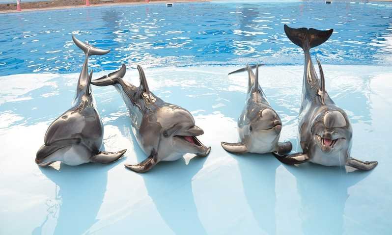 Best Dolphin Show Tour in Hurghada | Best Hurghada Tours 146 (2)
