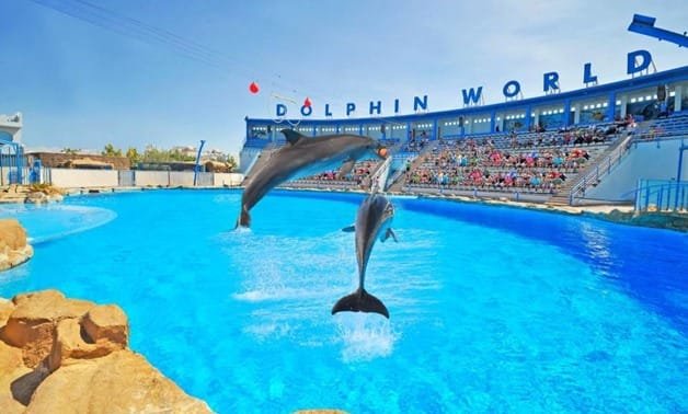 Best Dolphin Show Tour in Hurghada | Best Hurghada Tours Image processed by CodeCarvings Piczard ### FREE Community Edition ### on 2017-10-11 07:18:18Z | http://piczard.com | http://codecarvings.comF9ÿòJ¹R