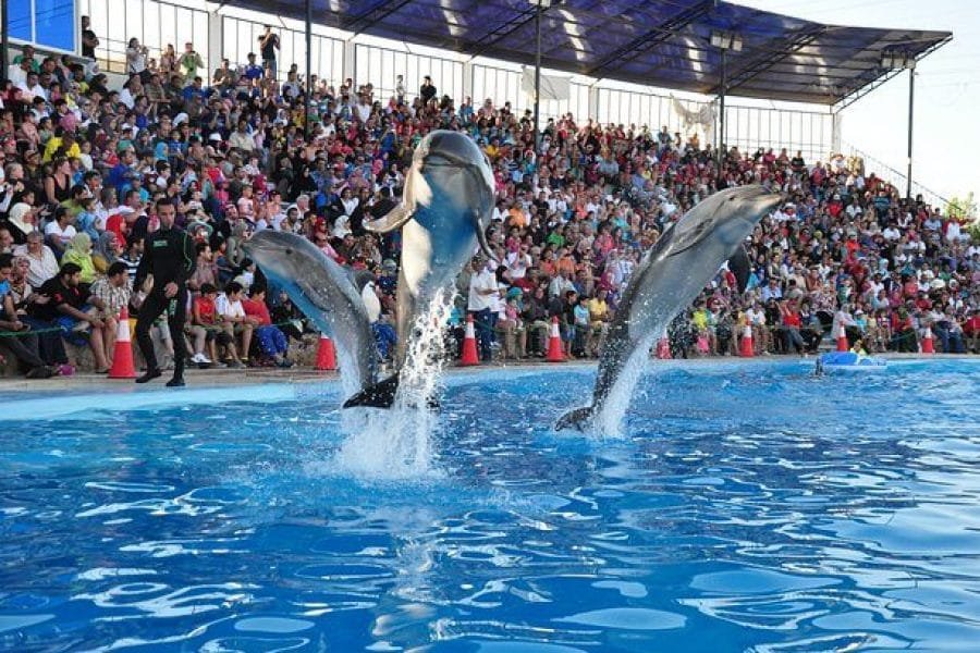 Best Dolphin Show Tour in Hurghada | Best Hurghada Tours 41-e1684620842390-q9f3pnk5kck1efciudjd47s6f8knhflc0z4452si28