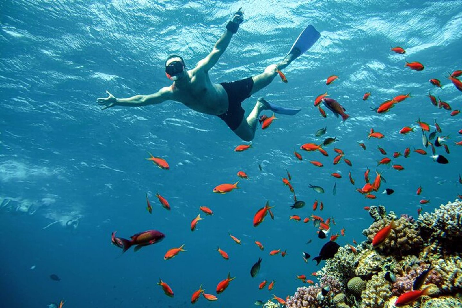 Eden Island Day Trip from Hurghada | Best Hurghada Tours 933e1bd4-8546-4486-b4bd-4f6a9c757ef4_private-speedboat-and-snorkeling-trip-to-eden-island-hurghada-xlarge