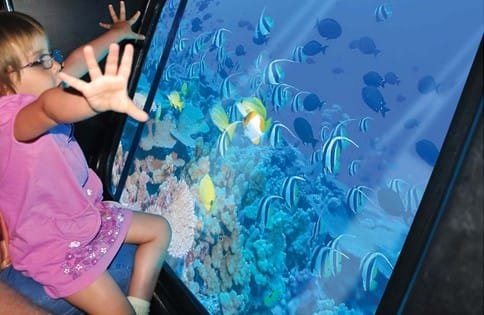 Best Glass Bottom Boat Tour in the Red Sea | Best Hurghada Tours royal-sea-scope-gallery-4_a8812_lg